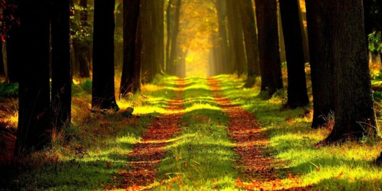 Road through a forest path with sun i n the distance shinging through the trees