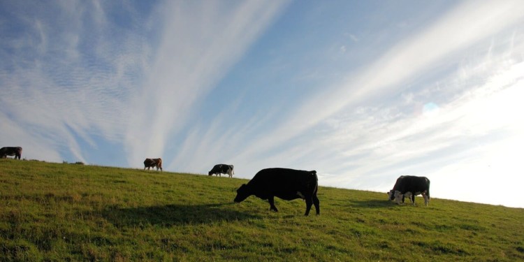 Great Investment Opportunity In Cattle And Agriculture In Paraguay