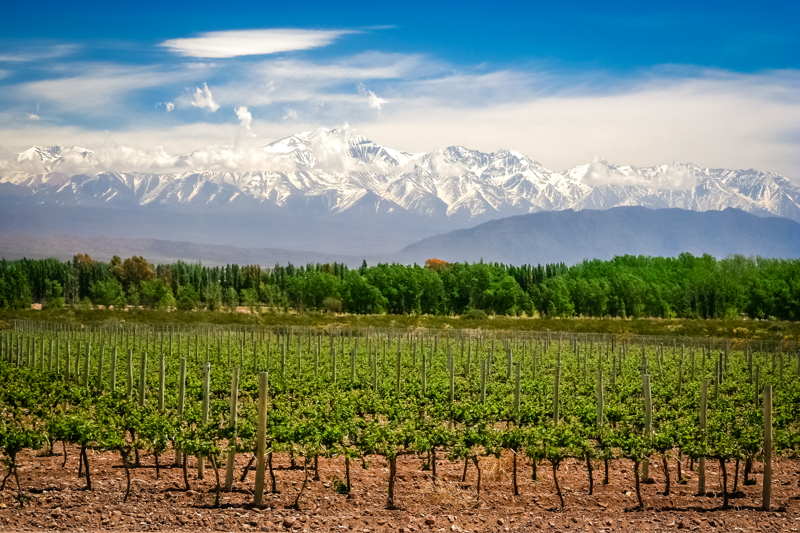 vineyard in argentina with mountains in the background