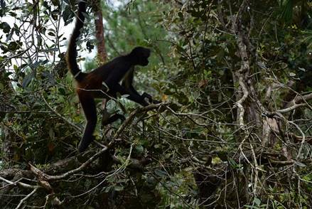 A Black Howler Monkey At Belize Zoo