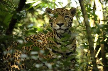 A Jaguar At Belize Zoo