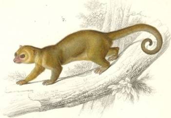 Drawing Of A Kinkajous 