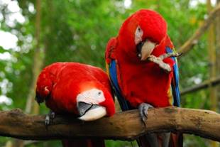 Scarlet Macaws At Belize Zoo