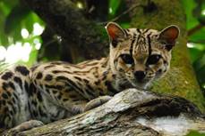 A Margay At Belize Zoo