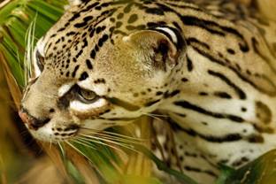 An Ocelot At Belize Zoo