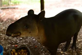 A ATapir At Belize Zoo