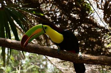 A Keel-Billed Toucan At Belize Zoo