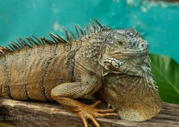 Green iguana