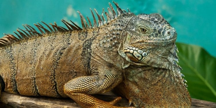 Green iguana