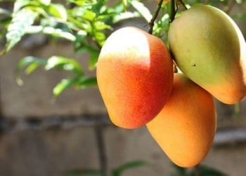 ripe mangos on a tree