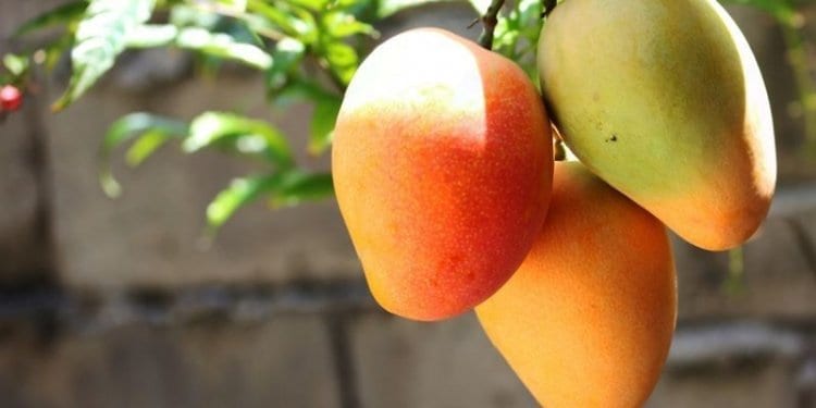 ripe mangos on a tree