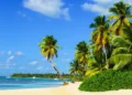 Paradise beach with palm trees on white sand. tropical climate