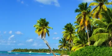 Paradise beach with palm trees on white sand. tropical climate