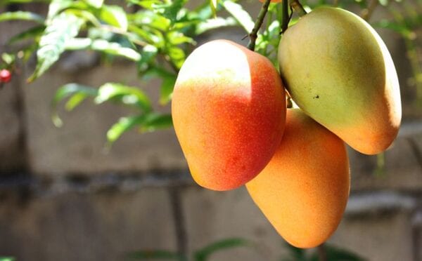 mangos on a tree growing. invest in panama