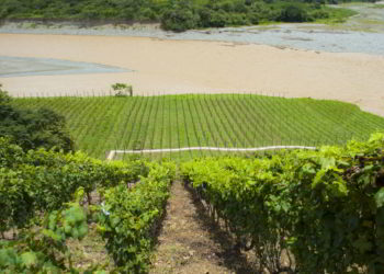 Grape vineyards in Colombia.