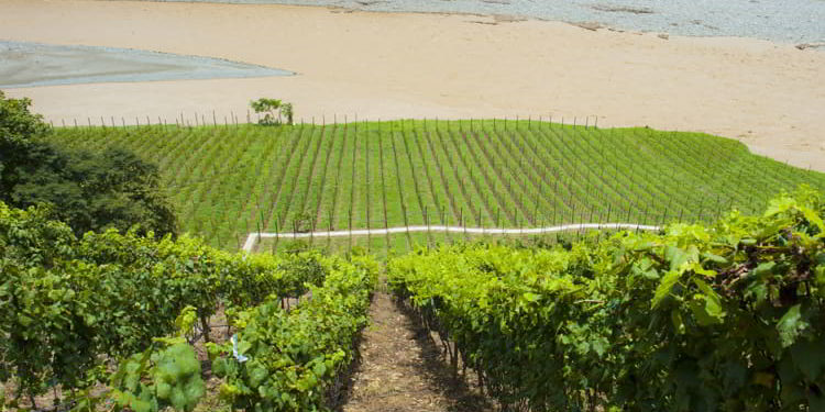 Grape vineyards in Colombia.