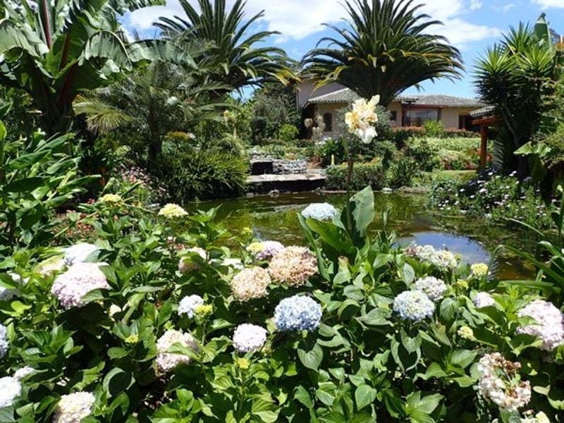 hydrangea and pool