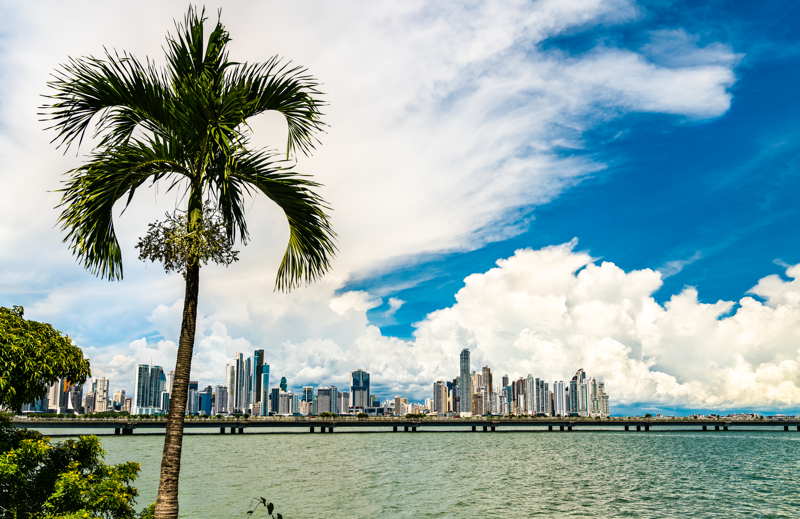 panama city bay palm tree