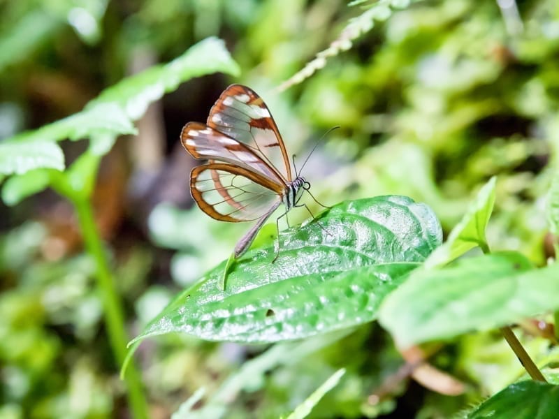 Butterfly in Panama's Boquete