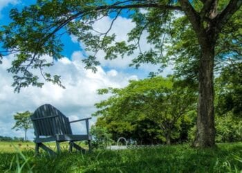 Beautiful park in Belize with green grass, a wooden chair, and a big tree to the right.