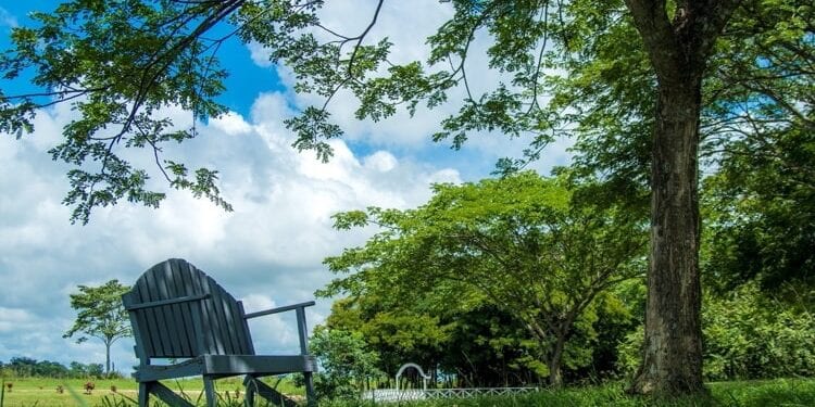 Beautiful park in Belize with green grass, a wooden chair, and a big tree to the right.