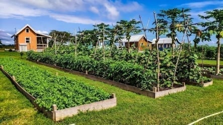 Carmelita Gardens, a self-sufficient community in Belize