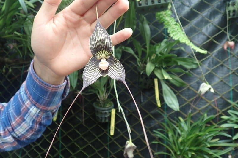 Dracula orchid. tierras altas panama