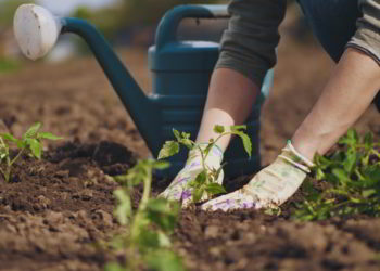 Farmer hands planting to soil tomato seedling in the vegetable garden. On the background a watering can for irrigation. invest in panama