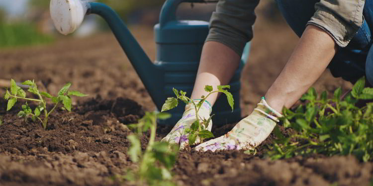 Farmer hands planting to soil tomato seedling in the vegetable garden. On the background a watering can for irrigation. invest in panama