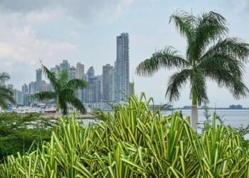 Skyscrapers with palm trees and pandanus plants in foreground, Panama City, Panama