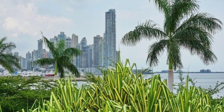 Skyscrapers with palm trees and pandanus plants in foreground, Panama City, Panama