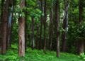 Teak trees in an agricultural forest.