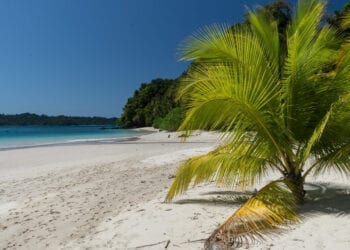 A small palm tree in the white sand beach in Coiba National Park, Panama