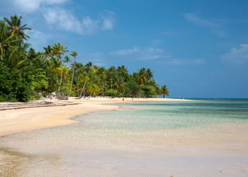 Mangrove trees grow on the beach in crystal clear tropical water in Las Terrenas beach, Dominican Republic