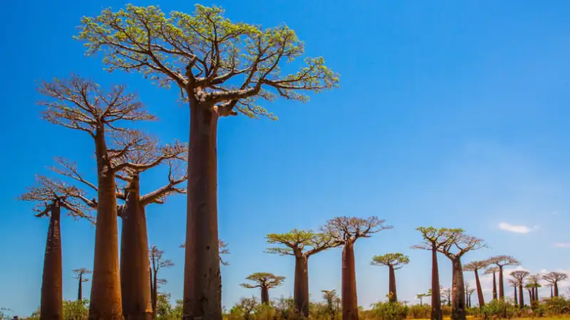 madagascar