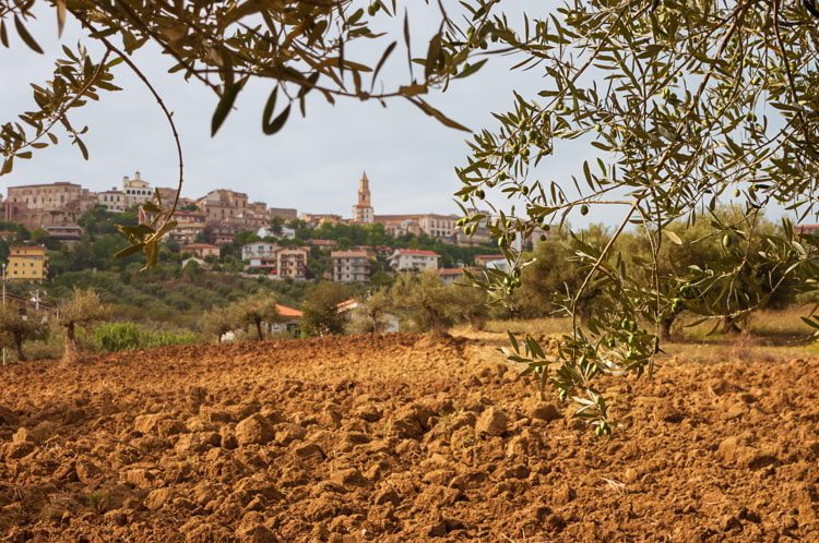 View of Città Sant'Angelo old town in Italy, with olive trees and plowed field in front