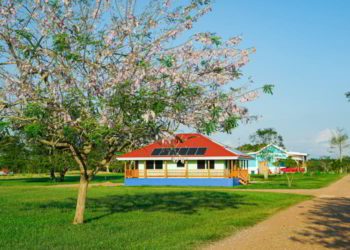 A beautiful tree with white flowers with a house with solar panels in Carmelita Gardens, Belize