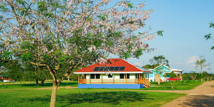 A beautiful tree with white flowers with a house with solar panels in Carmelita Gardens, Belize