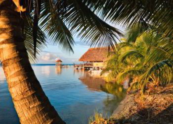 Palm tree and thatched roof hut on beach in Placencia, Belize