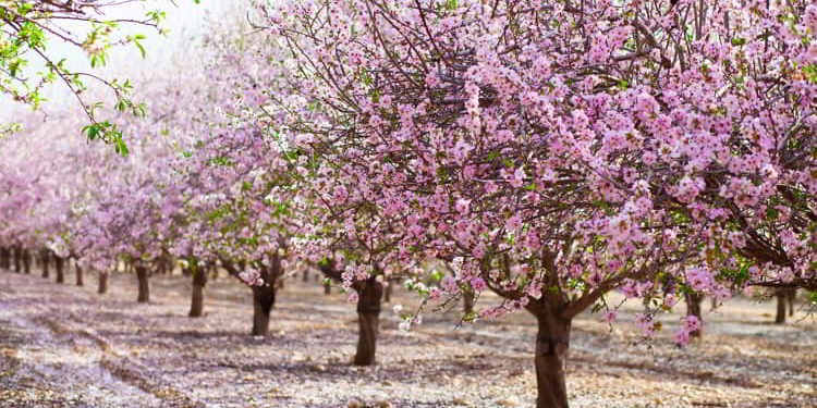 Alley of pink almond trees