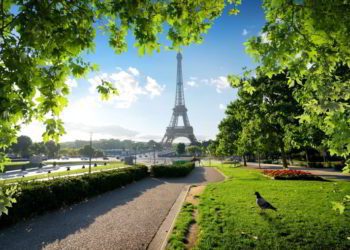 A bird in a park with green grass with the Eiffel Tower in the background in Paris, France