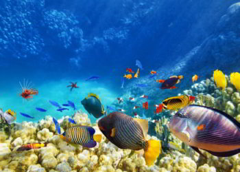 Beautiful tropical coral reef with fish