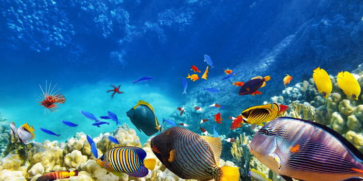 Beautiful tropical coral reef with fish