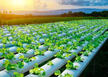 Vegetable green oak growing in hydroponic system