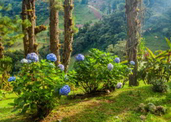 Gardden with Hydrangea (hortensia) near Boquete, Panama