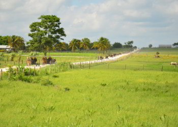 Mennonites In Belize on horse-drawn carts