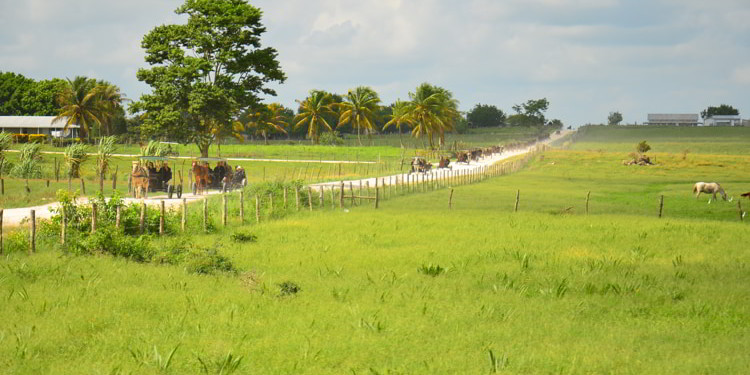 Mennonites In Belize on horse-drawn carts