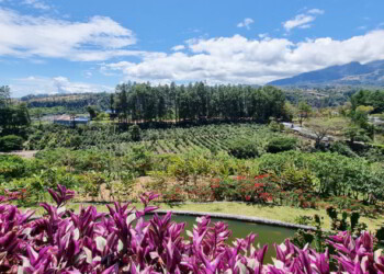 Panama, Boquete, panoramic view of the valley with coffee plantation