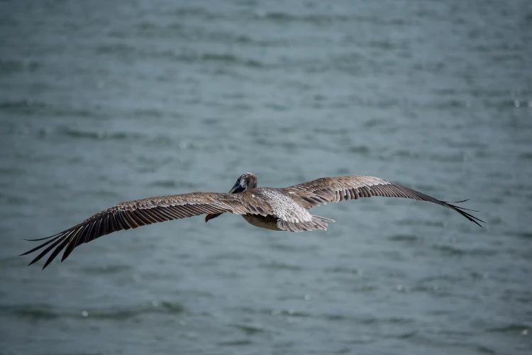 lone pelican flying over the sea. panama mariato