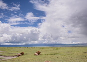 Landscape in Tanzania with lions